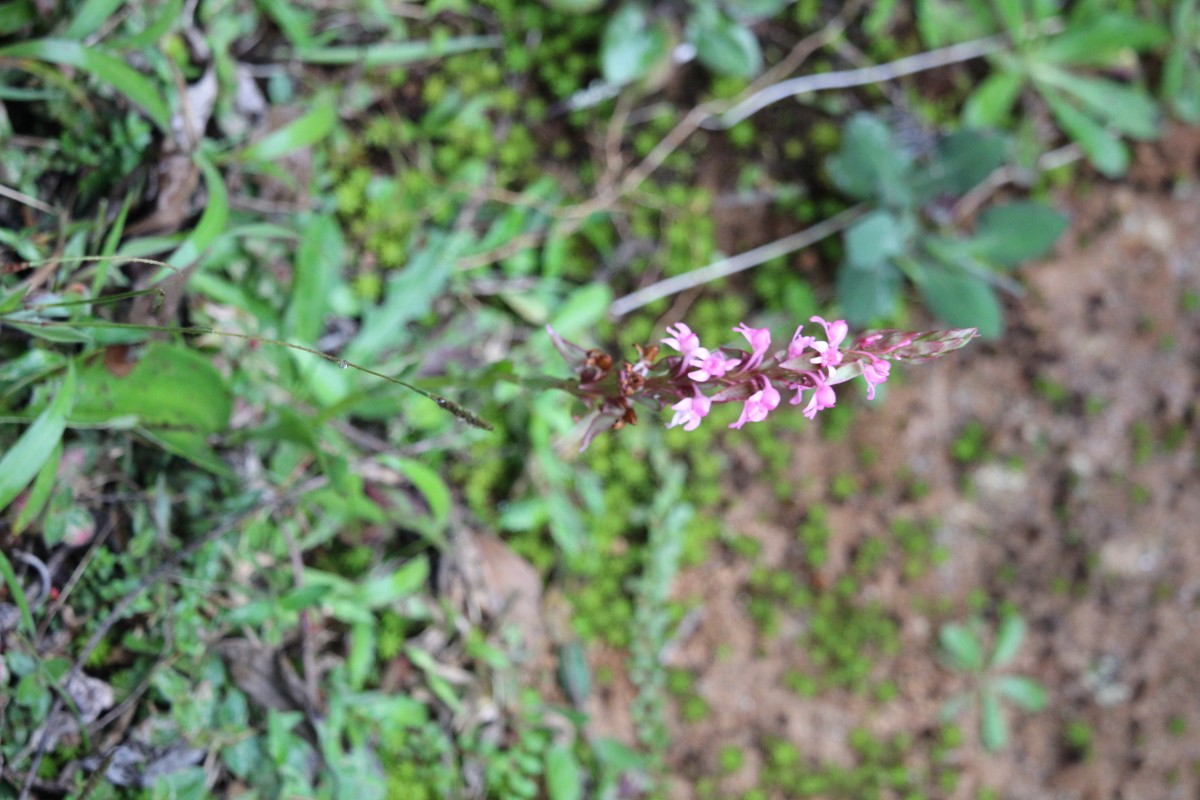 Satyrium nepalense D.Don